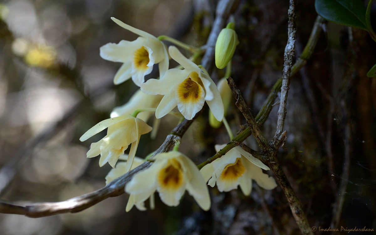 Dendrobium heterocarpum Wall. ex Lindl.